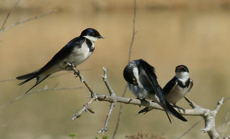 ma voels 101.JPG - Witkeel swaeltjies